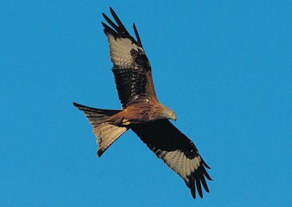 Red Kite
